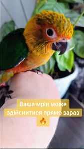 Сонячна аратінга