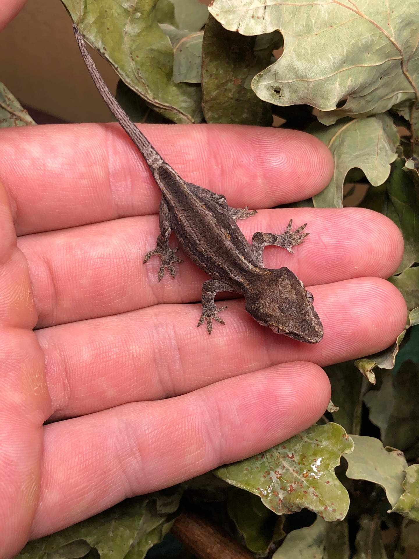 Вухасті бананоїди (Rhacodactylus auriculatus)