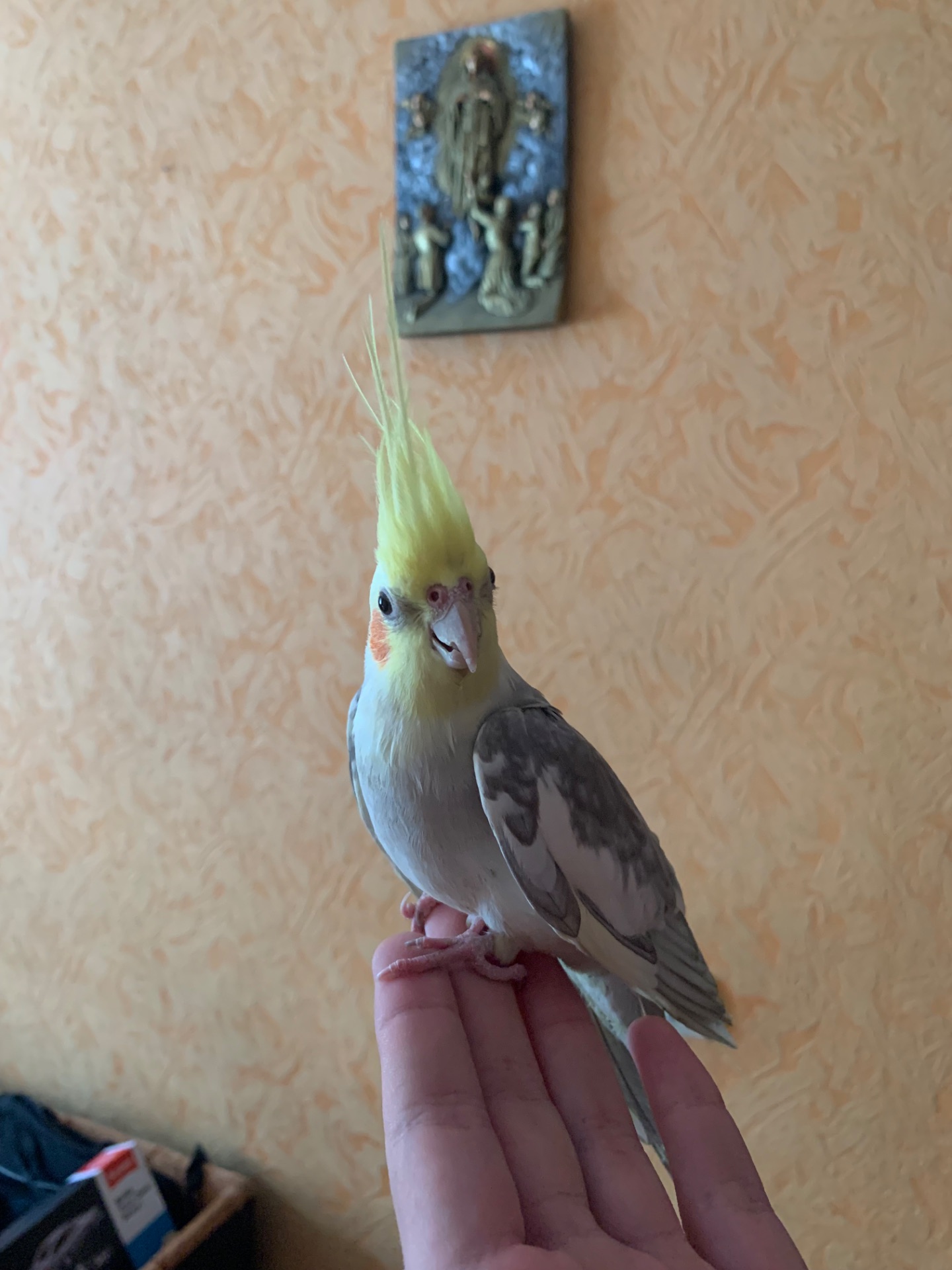 Корела