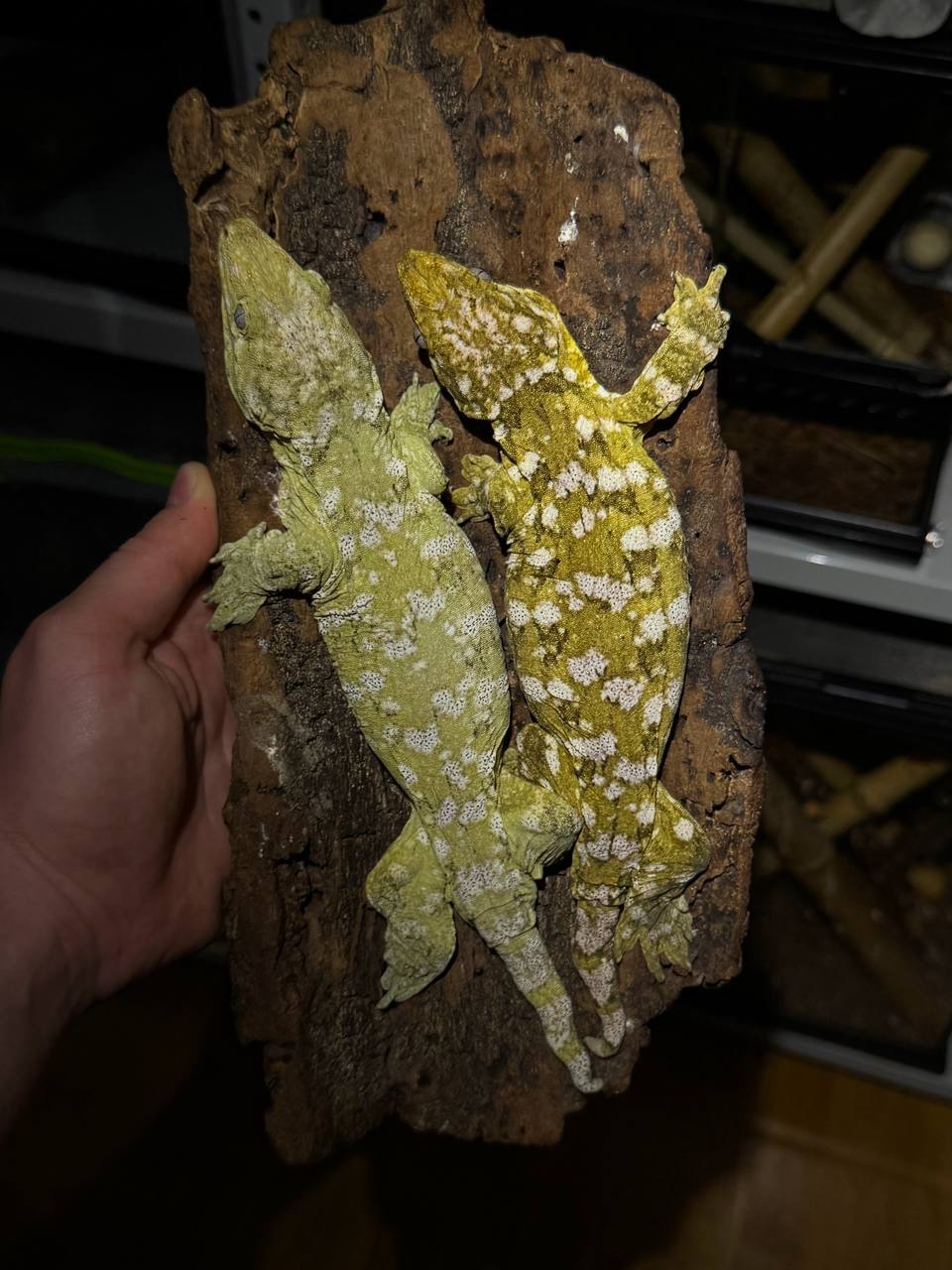 Гігантський бананоїд (Rhacodactylus leachianus) Nuu Ana