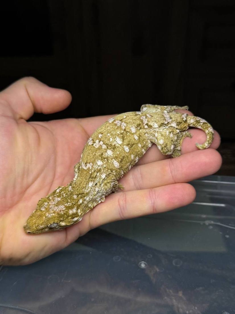 Гігантський бананоїд (Rhacodactylus leachianus) Nuu Ana