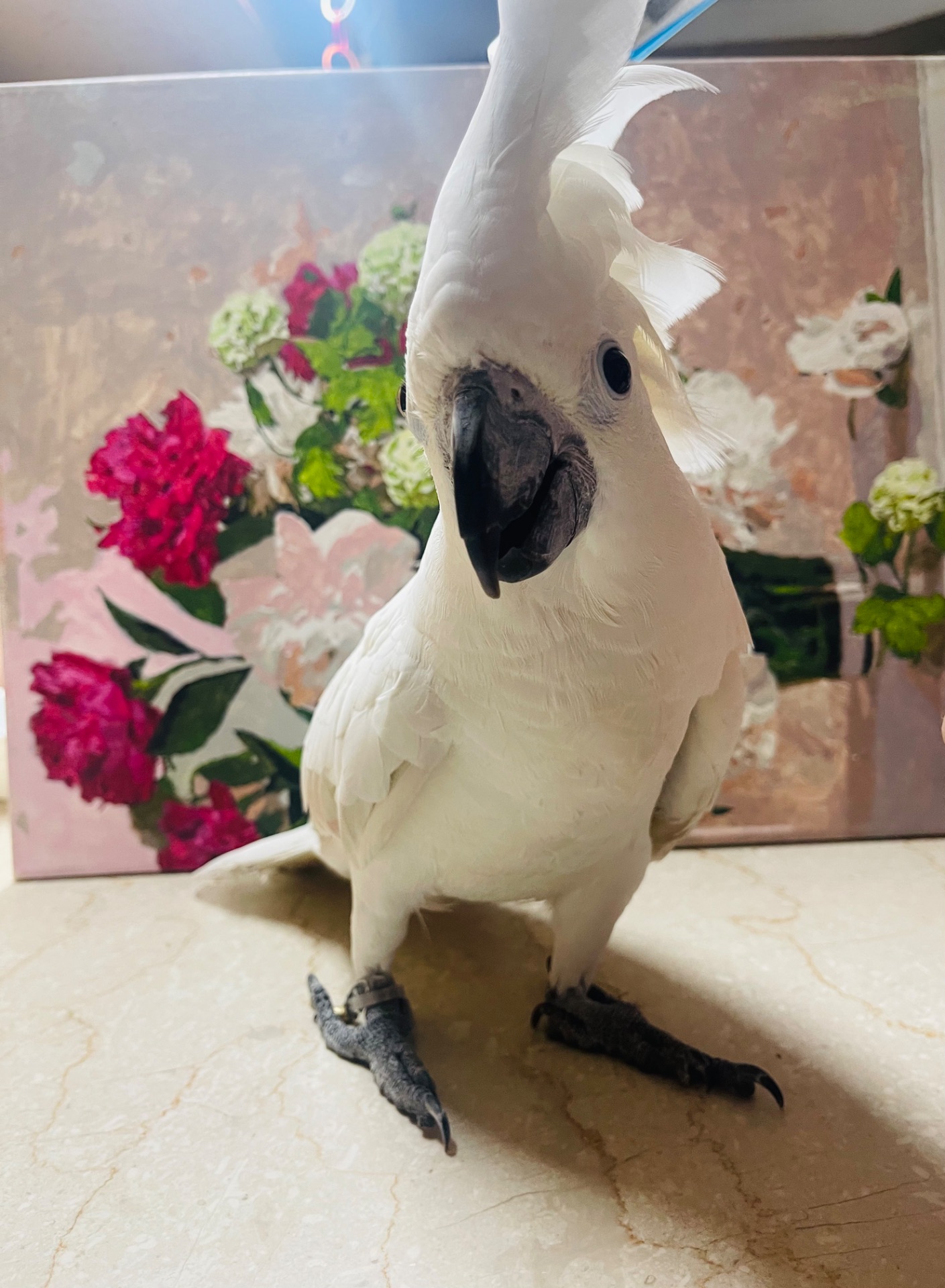 Белохохлый какаду
