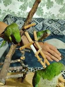 Калита-Монах попугай