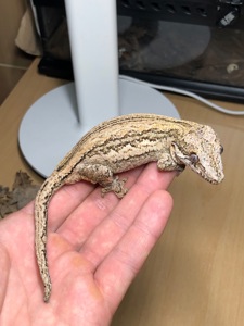 Вухасті бананоїди (Rhacodactylus auriculatus)