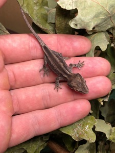 Вухасті бананоїди (Rhacodactylus auriculatus)