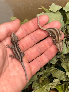 Вухасті бананоїди (Rhacodactylus auriculatus)