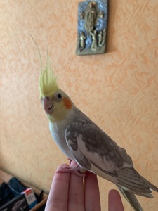 Корела