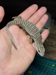 Капський варан (Varanus exanthematicus)