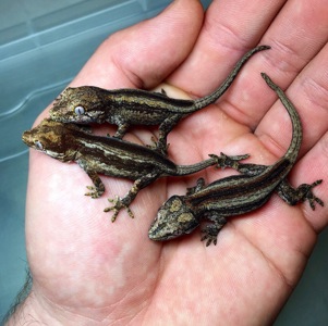 Вухасті бананоїди (Rhacodactylus auriculatus)