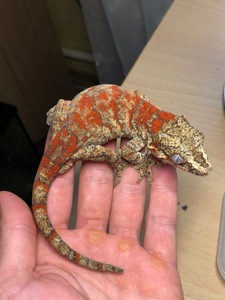 Вухасті бананоїди (Rhacodactylus auriculatus)