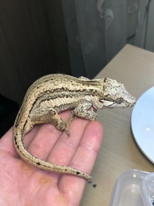 Вухасті бананоїди (Rhacodactylus auriculatus)