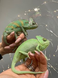 Яскравий єменський хамелеон