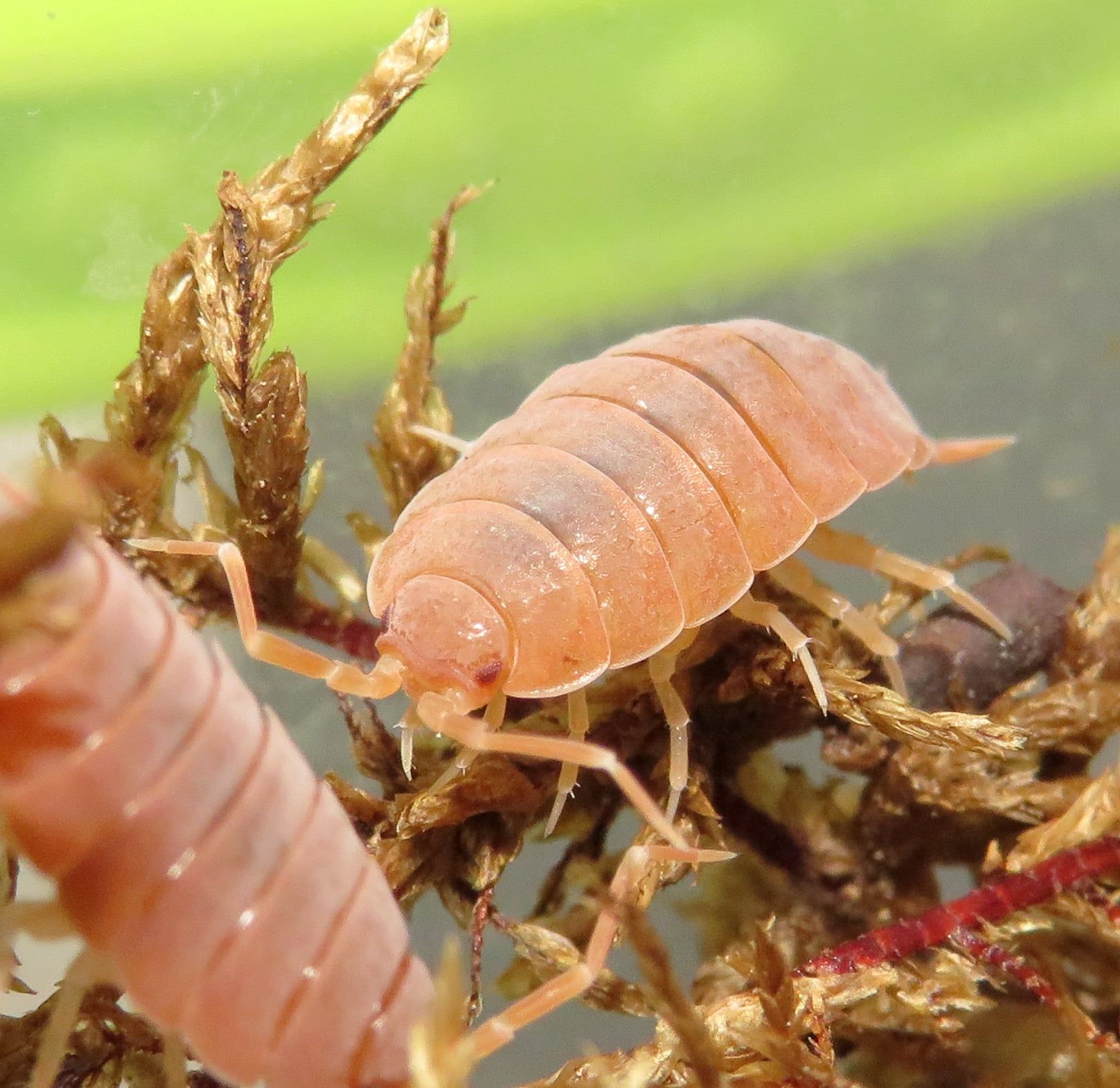 Мокриці Porcellionides pruinosus “Powder Orange”