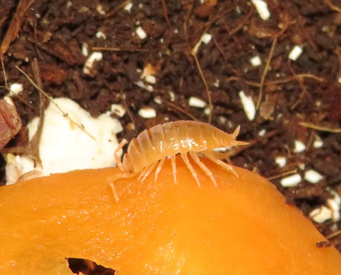 Мокриці Porcellionides pruinosus “Powder Orange”