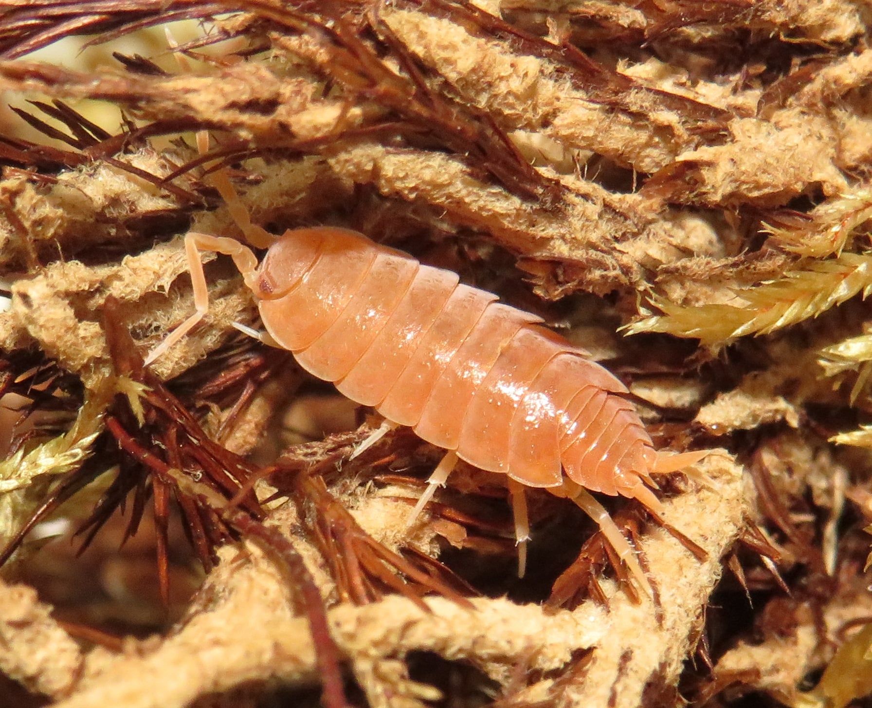 Мокриці Porcellionides pruinosus “Powder Orange”