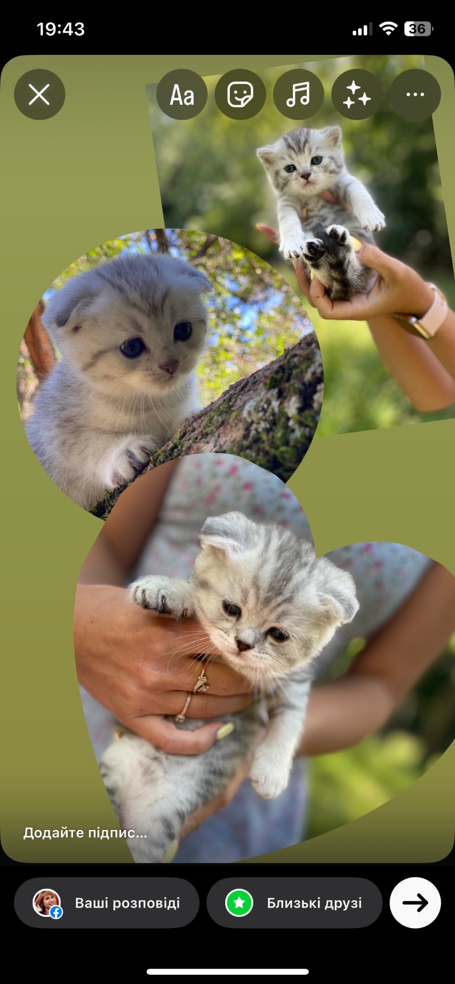 Шотландські срібні шиншили