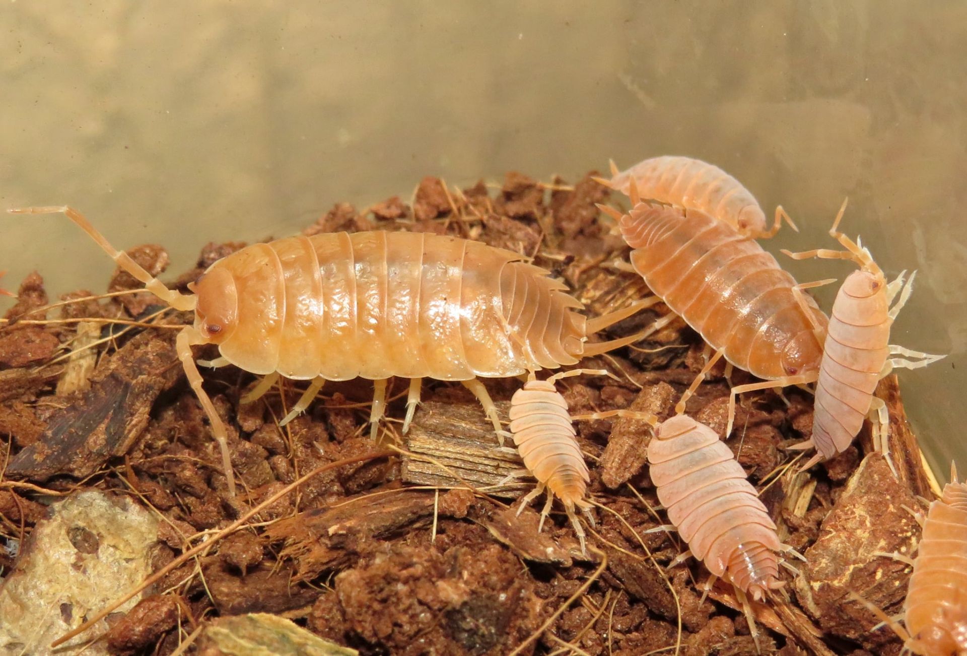Мокриці Porcellio laevis “Orange”