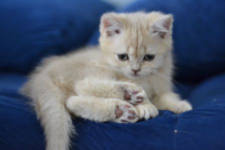 Кошения британская золота шиншила