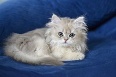 Кошеня британка довгошерста
