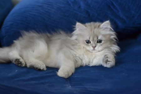 Кошеня британка довгошерста