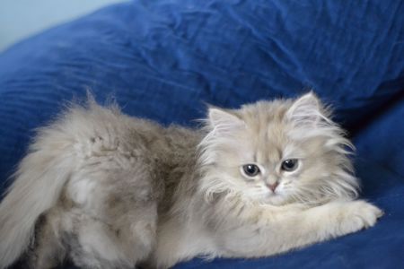 Кошеня британка довгошерста