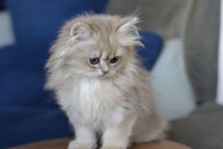 Кошеня британка довгошерста