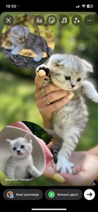 Шотландські срібні шиншили
