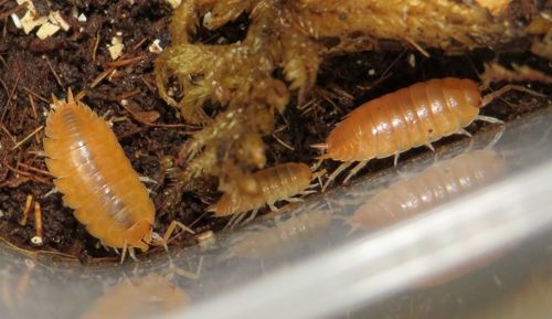 Мокриці Porcellio laevis “Orange”
