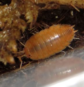 Мокриці Porcellio laevis “Orange”