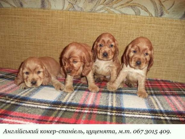 Породні, чарівні цуценята англійського кокер-спаніеля!