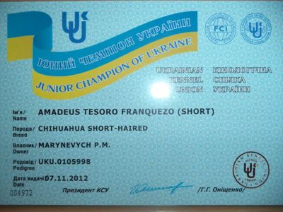 Пропонуються породні, яскраві цуценята ЧИХУАХУА !