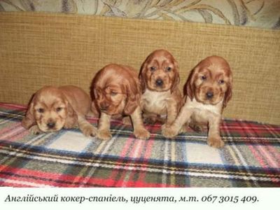 Породні, чарівні цуценята англійського кокер-спаніеля!