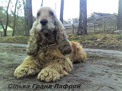 Породні, чарівні цуценята англійського кокер-спаніеля!