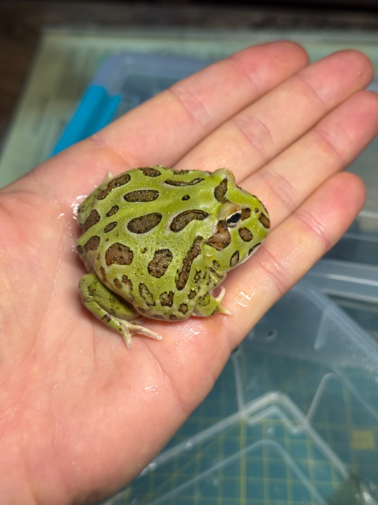 Рогатка кранвела (Ceratophrys cranwelli)