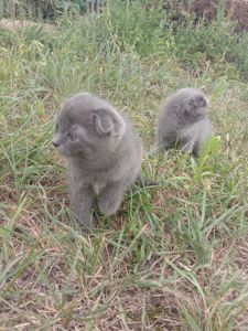Шотландські Вислоухі