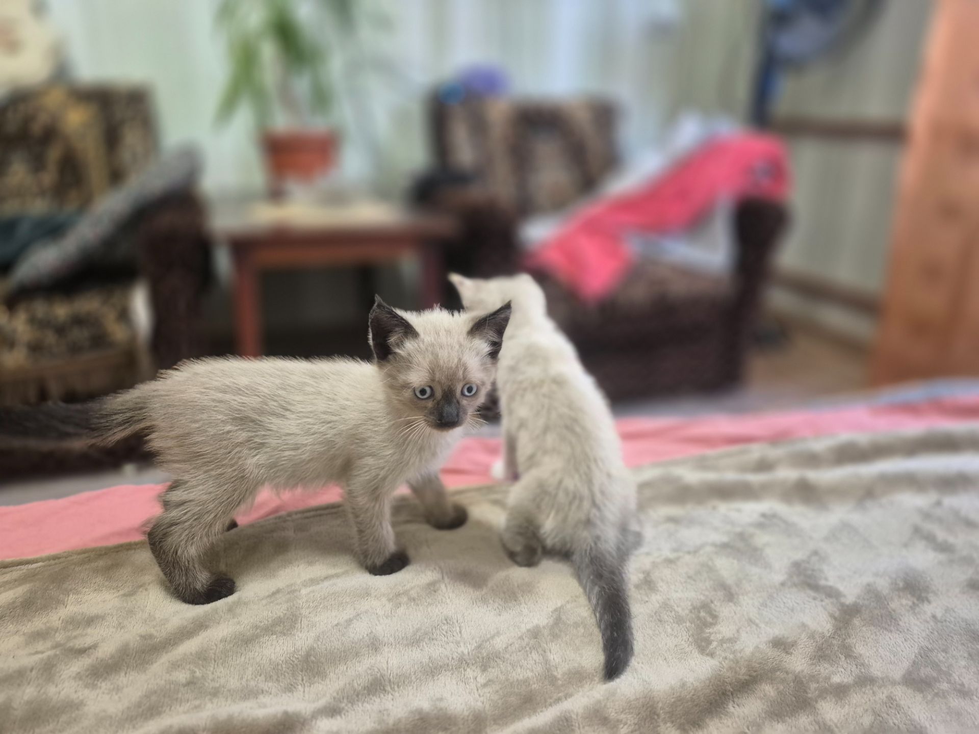 Масяни)