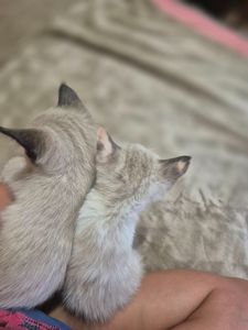 Масяни)