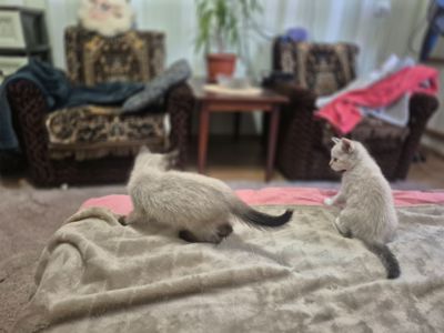 Масяни)