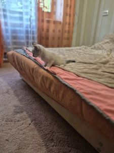 Масяни)