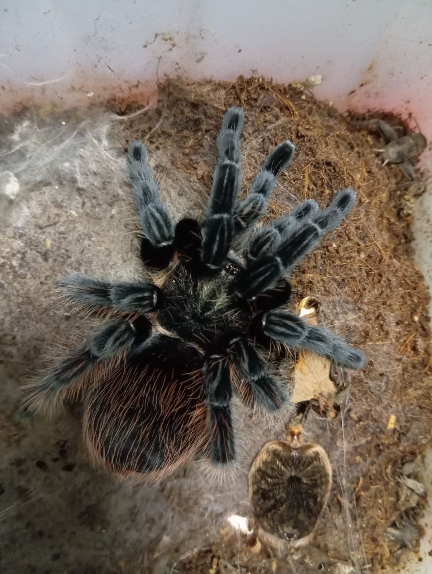 Tliltocatl vagans, самиці