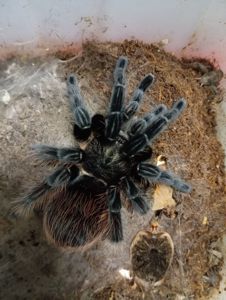 Tliltocatl vagans, самиці