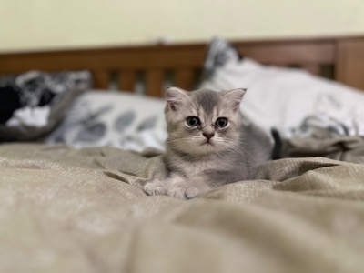 Кошенята чистої породи шотландські висловухі і прямовухі