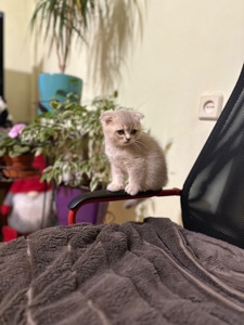 Кошенята чистої породи шотландські висловухі і прямовухі
