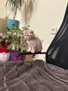 Кошенята чистої породи шотландські висловухі і прямовухі