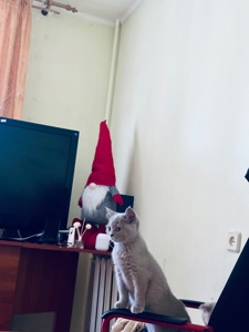 Кошенята чистої породи шотландські висловухі і прямовухі