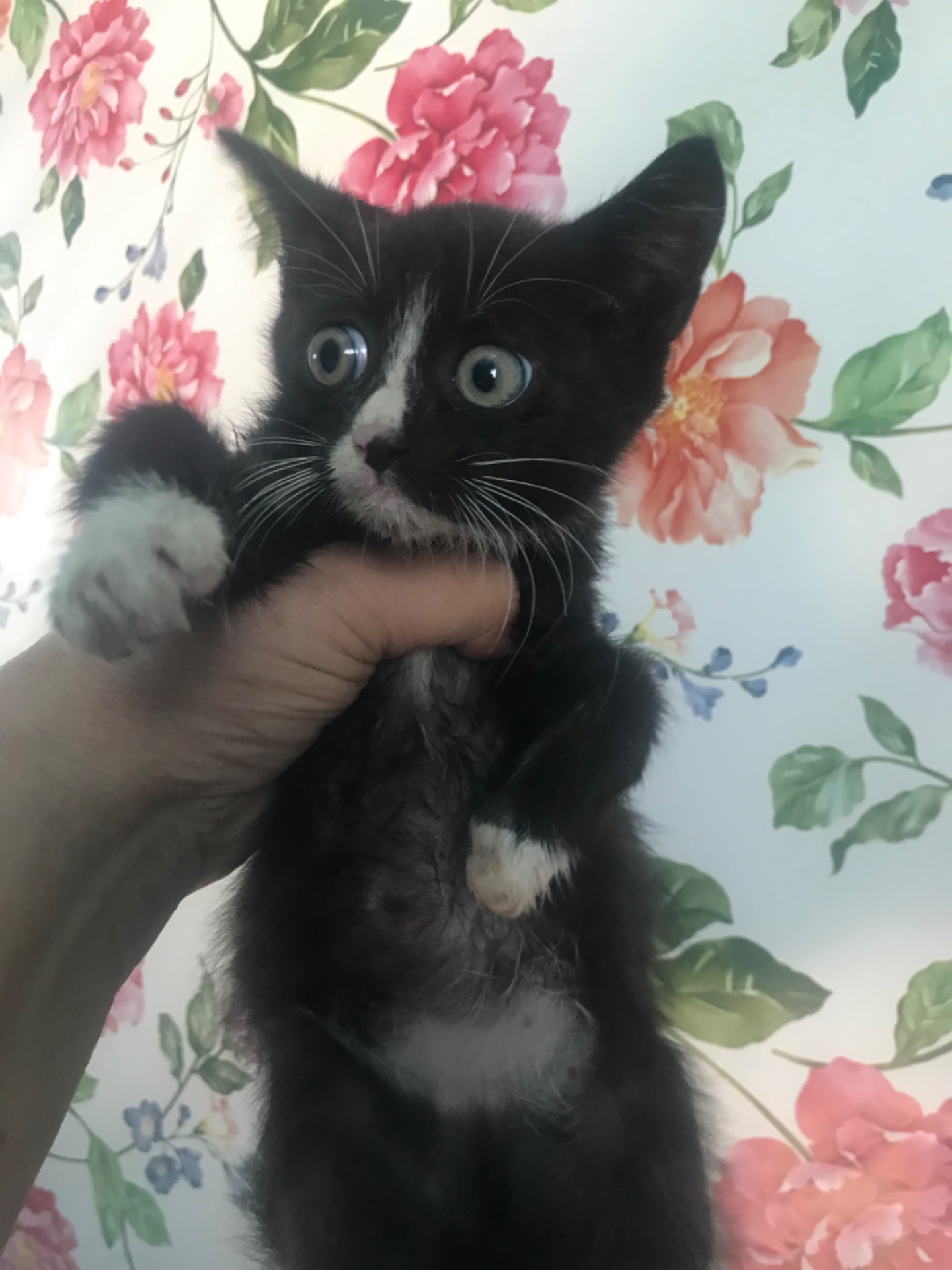 Кошеня, хлопчик, 2 місяці