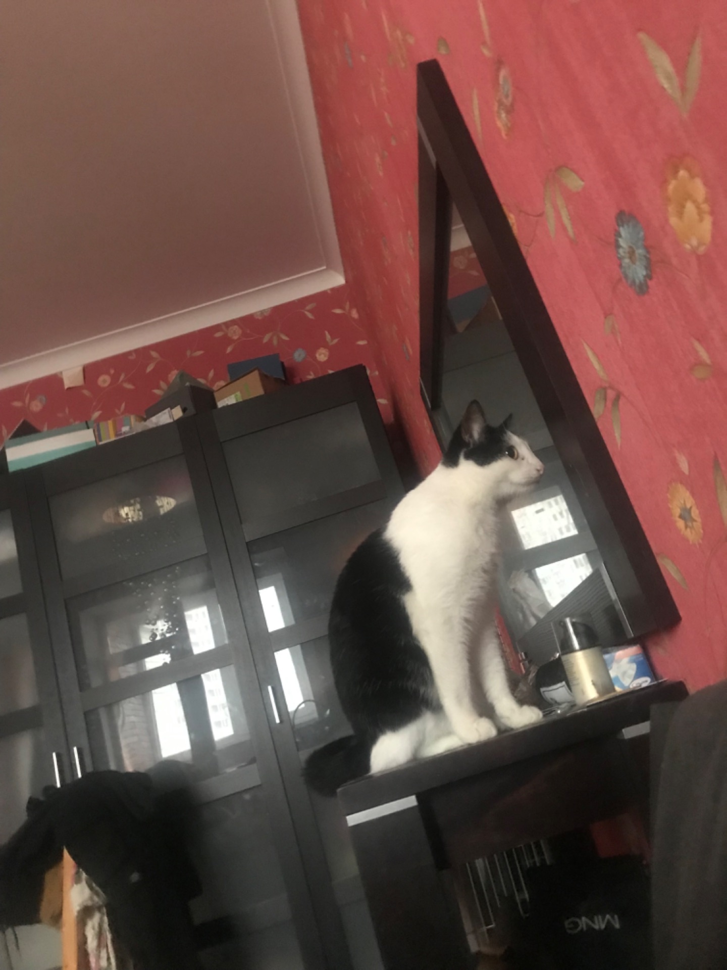 Кошеня, хлопчик, 2 місяці