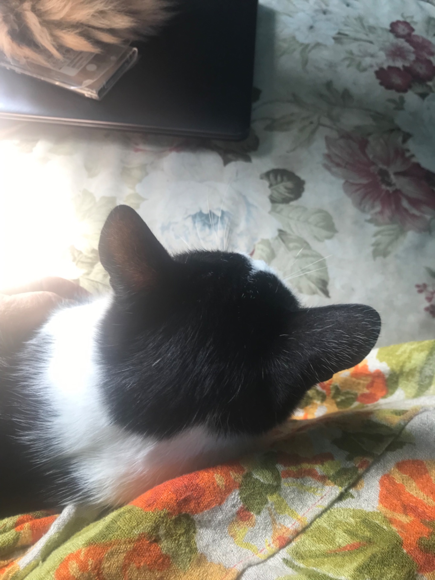 Кошеня, хлопчик, 2 місяці