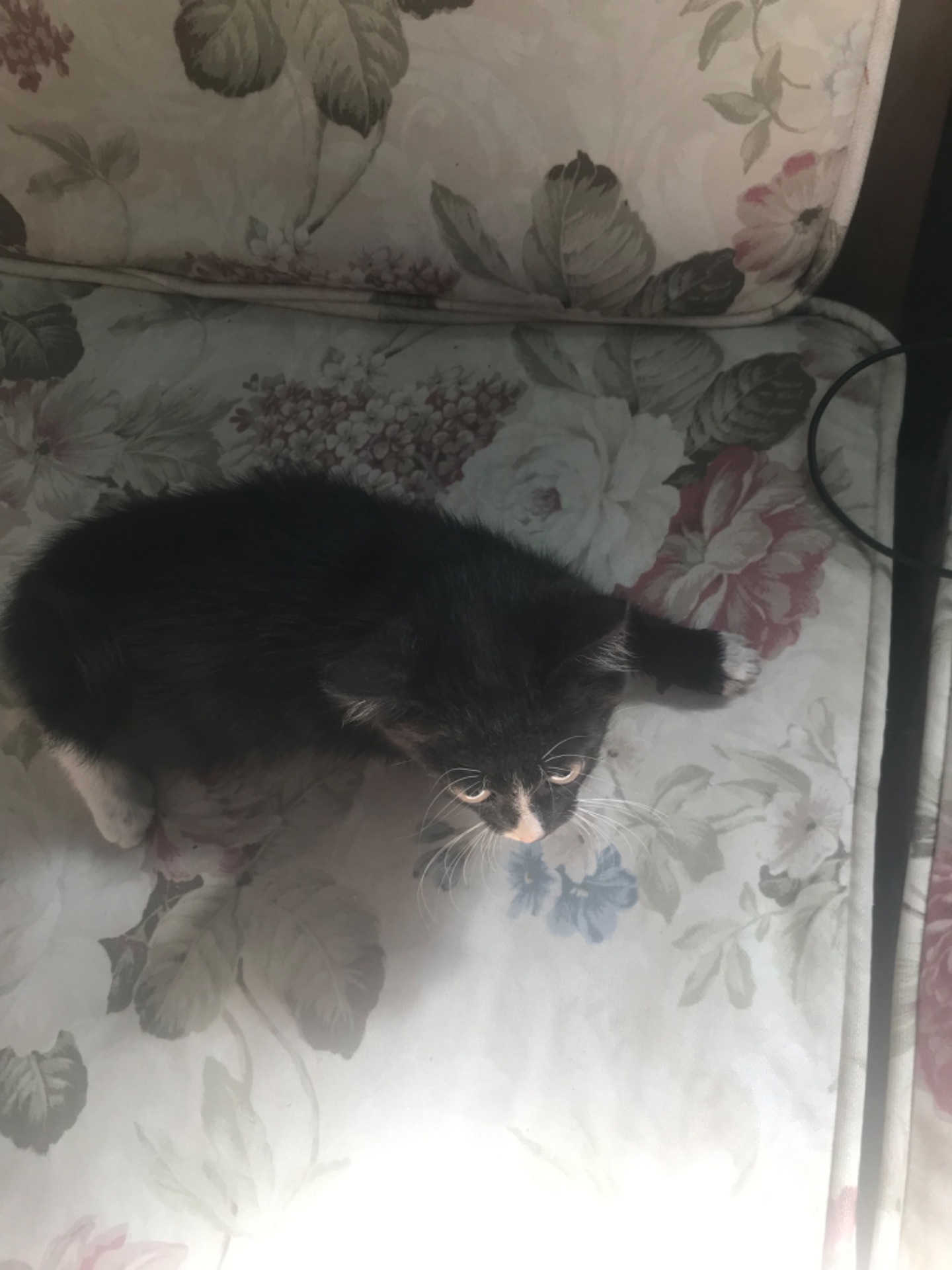 Кошеня, хлопчик, 2 місяці