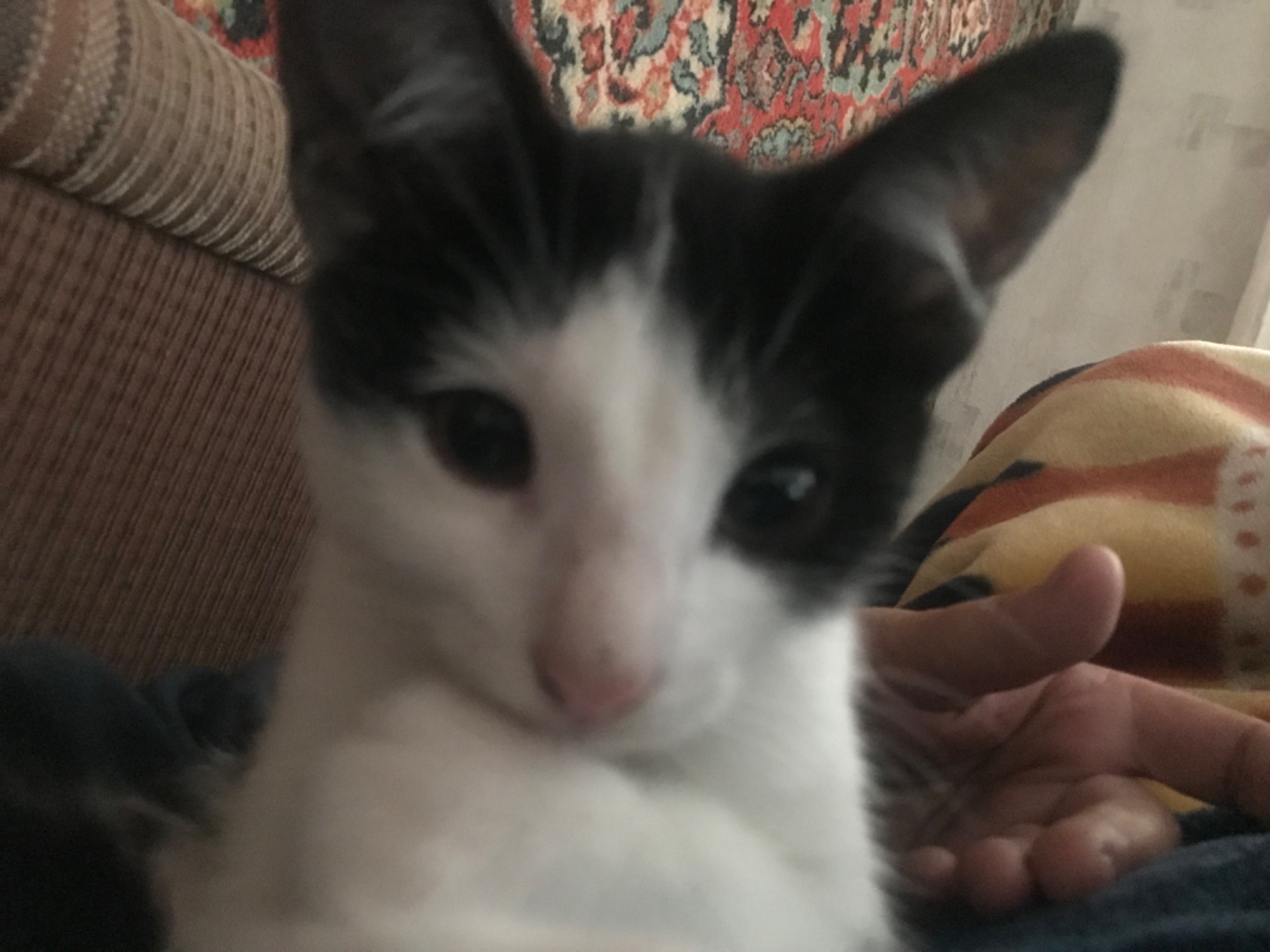 Кошеня, хлопчик, 2 місяці